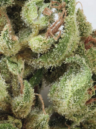 Mandala Seeds - Point Of No Return (reg.)