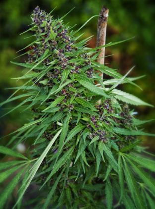 Mandala Seeds - Purple Paro Valley (fem.)
