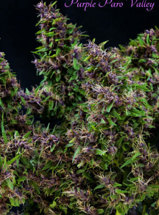 Mandala Seeds - Purple Paro Valley (fem.)