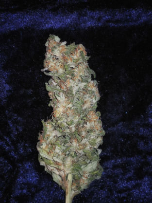 Mandala Seeds - Rishi Kush (reg.)