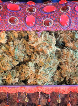 Mandala Seeds - Rishi Kush (reg.)
