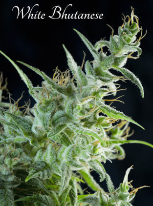 Mandala Seeds - White Bhutanese (fem.)