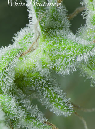 Mandala Seeds - White Bhutanese (fem.)
