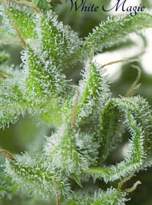 Mandala Seeds - White Magic (fem.) Mandala Seeds - White Magic (fem.)