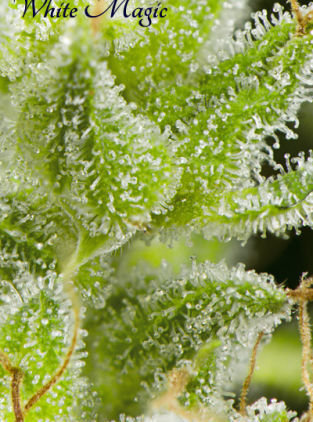 Mandala Seeds - White Magic (fem.) Mandala Seeds - White Magic (fem.)