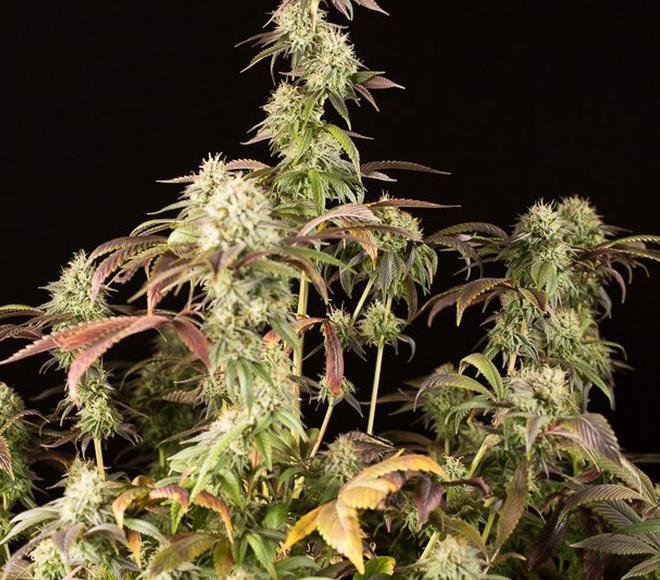 Dinafem - Remo Chemo (fem.)