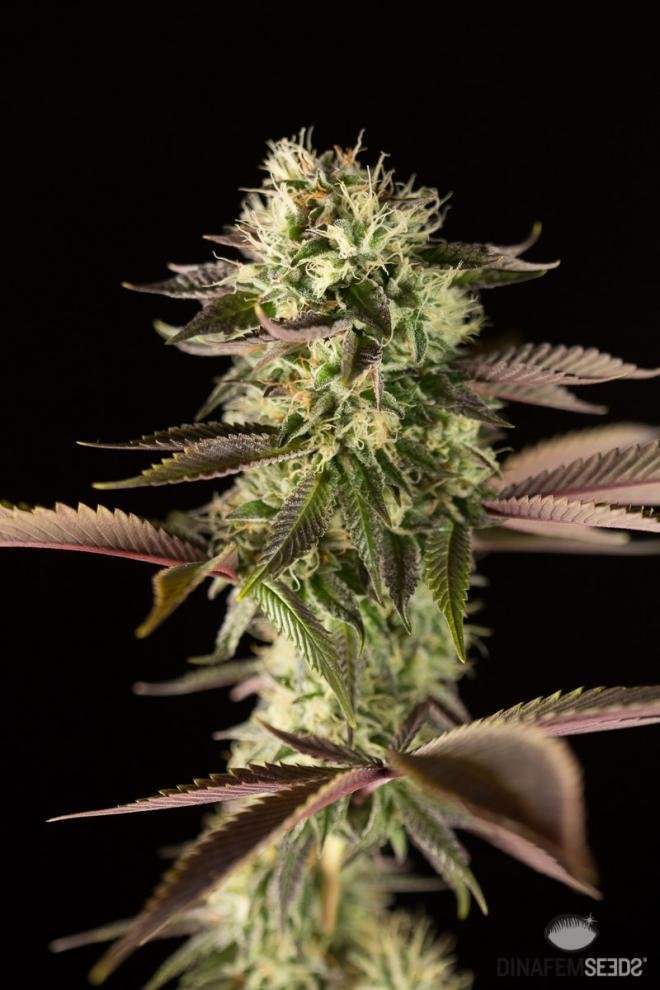 Dinafem - Remo Chemo (fem.)