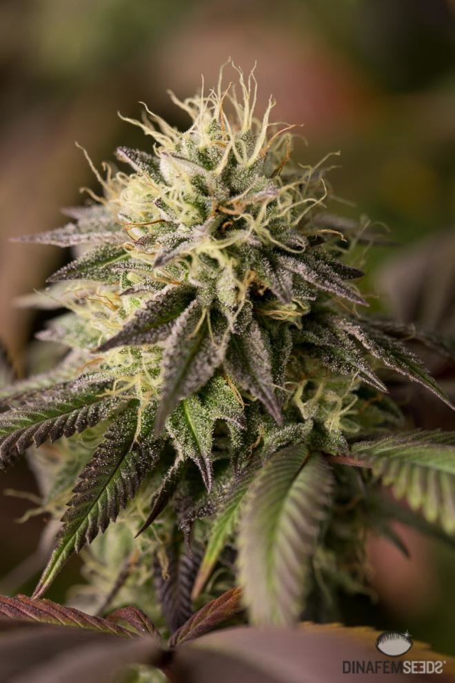 Dinafem - Remo Chemo (fem.)