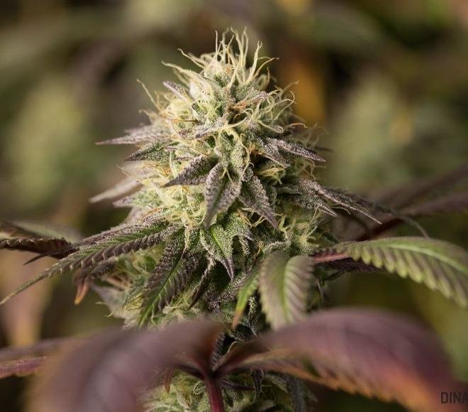 Dinafem - Remo Chemo (fem.)