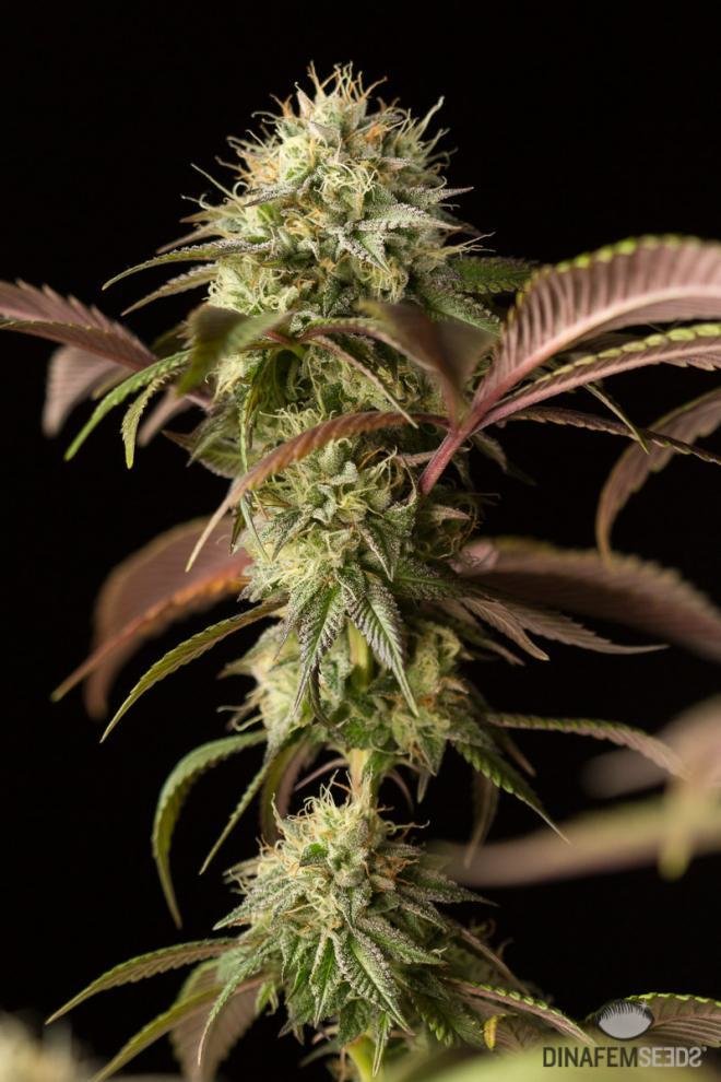 Dinafem - Remo Chemo (fem.)
