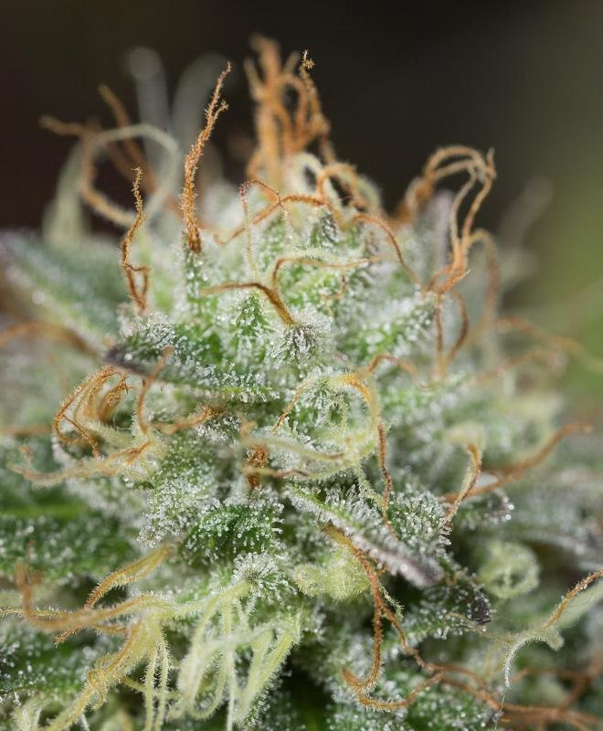 Dinafem - Remo Chemo (fem.)