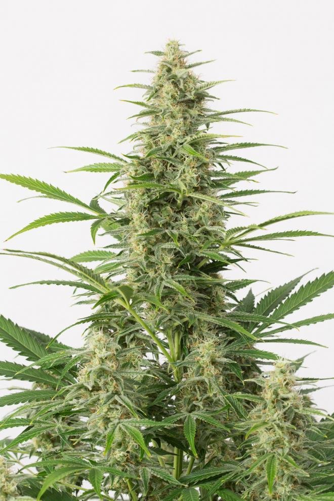 Dinafem - Sour Diesel Autoflowering (auto/fem.)