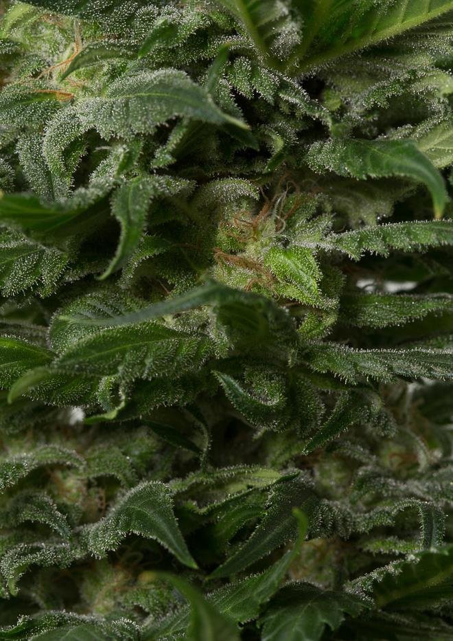Dinafem - Sour Diesel Autoflowering (auto/fem.)