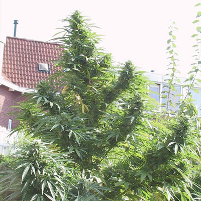 Female Seeds - Easy Sativa (fem.) 01533