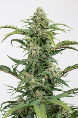 Dinafem - Dinamed CBD Autoflowering (auto/fem.) 05658