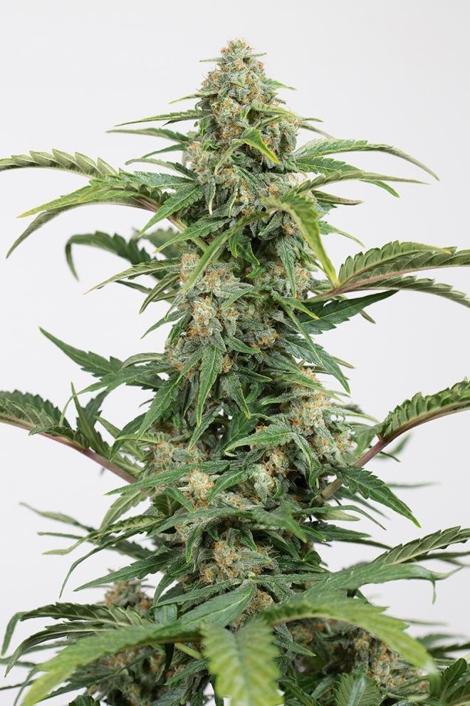 Dinafem - Dinamed CBD Autoflowering (auto/fem.)