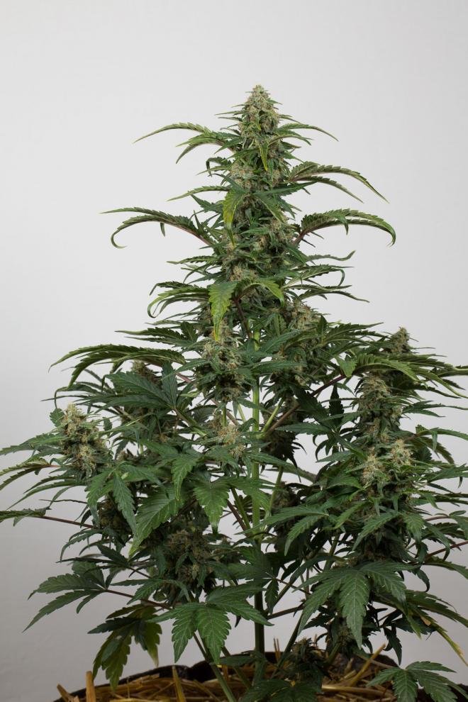 Dinafem - Dinamed CBD Autoflowering (auto/fem.)