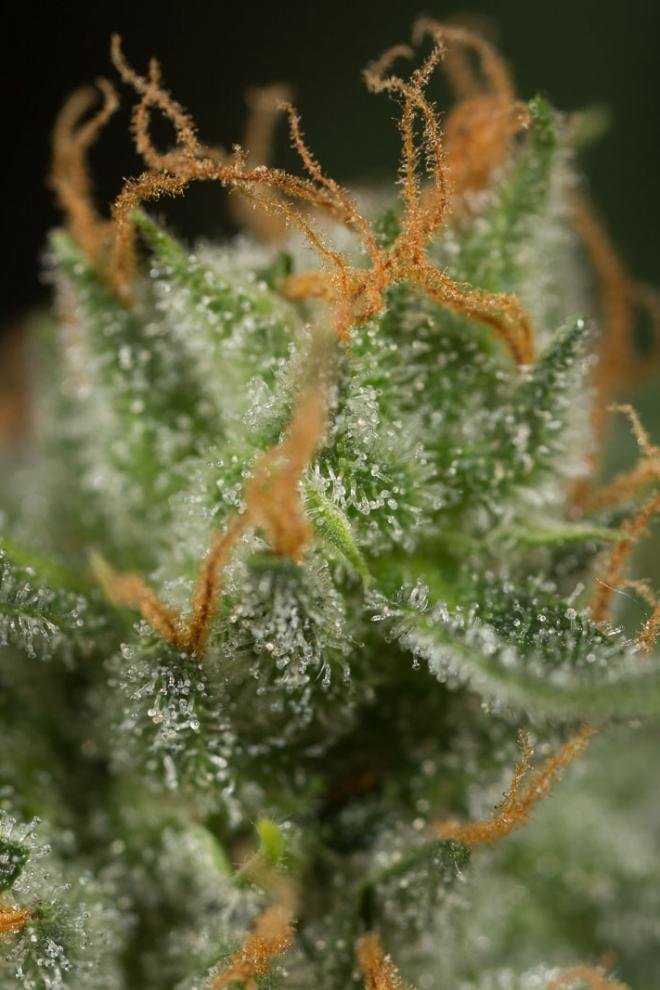 Dinafem - Dinamed CBD Autoflowering (auto/fem.)