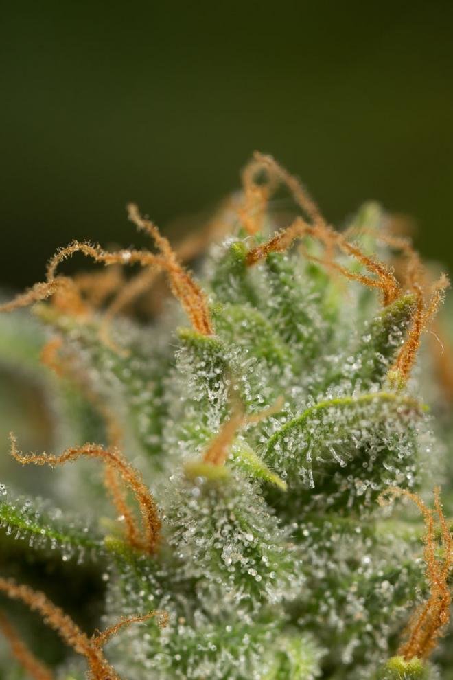 Dinafem - Dinamed CBD Autoflowering (auto/fem.)