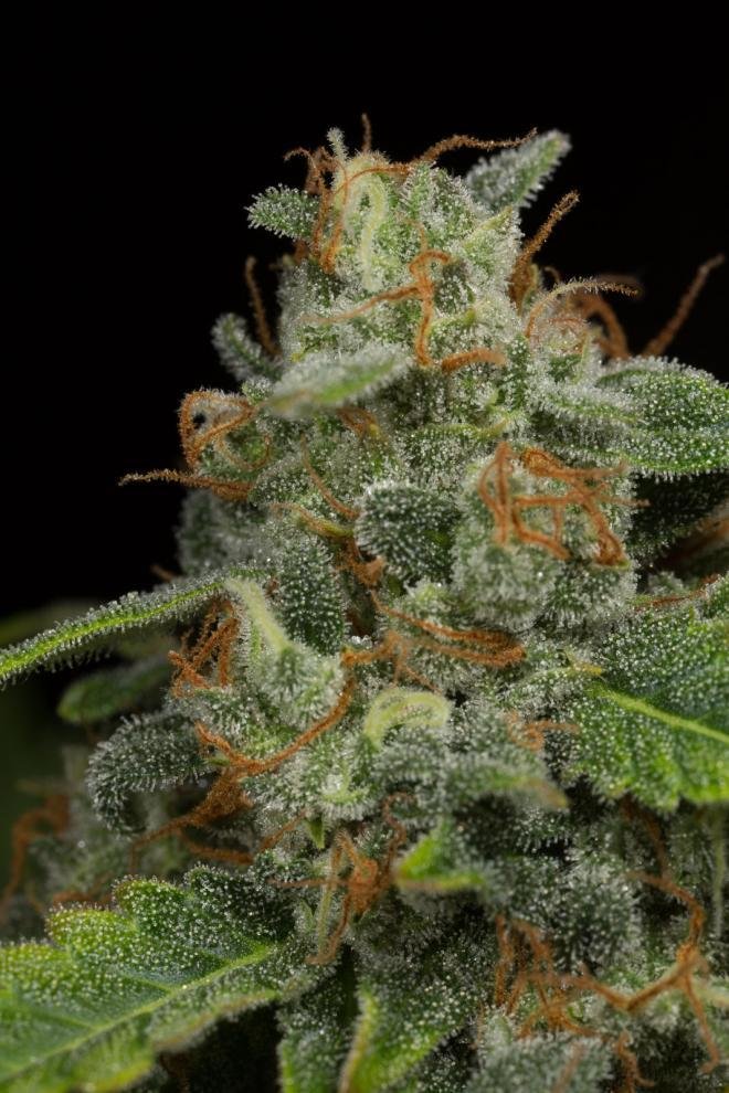 Dinafem - Dinamed CBD Autoflowering (auto/fem.)