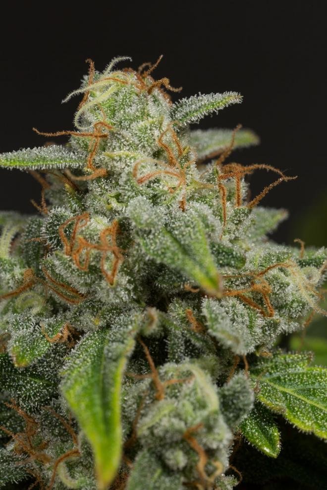 Dinafem - Dinamed CBD Autoflowering (auto/fem.)