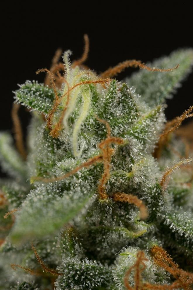 Dinafem - Dinamed CBD Autoflowering (auto/fem.)