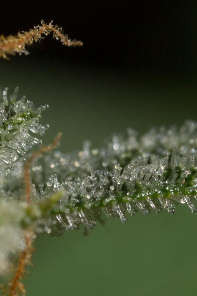 Dinafem - Dinamed CBD Autoflowering (auto/fem.)
