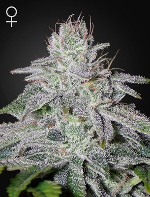 Green House Seeds - Franco's Lemon Cheese (fem.) 05667