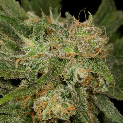 The Cali Connection - California Dreaming (reg.) 🇺🇸 05670