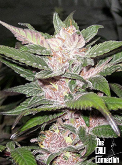 The Cali Connection - Purple Chem (reg.) 🏆