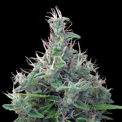 Ace Seeds - Lebanese (reg.) 05673