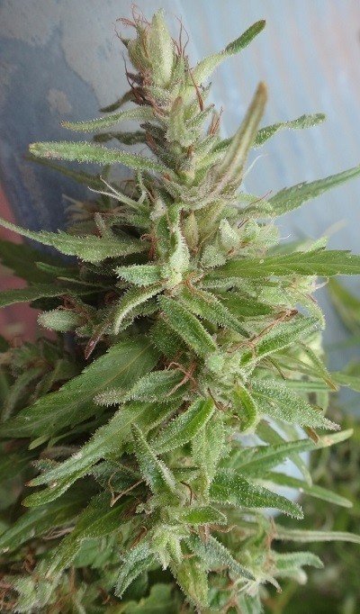 Ace Seeds - Lebanese (reg.)