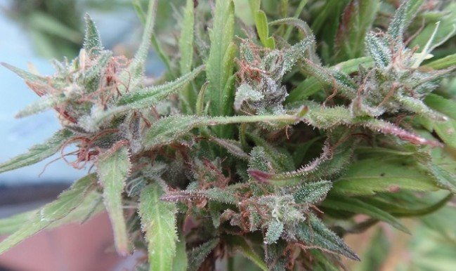 Ace Seeds - Lebanese (reg.)