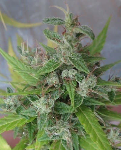 Ace Seeds - Lebanese (reg.)