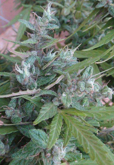 Ace Seeds - Lebanese (reg.)