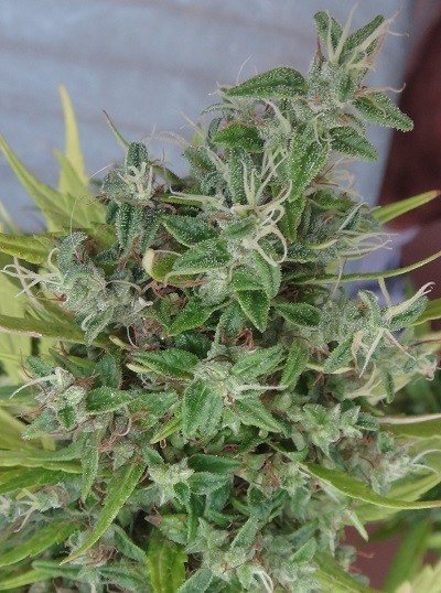 Ace Seeds - Lebanese (reg.)