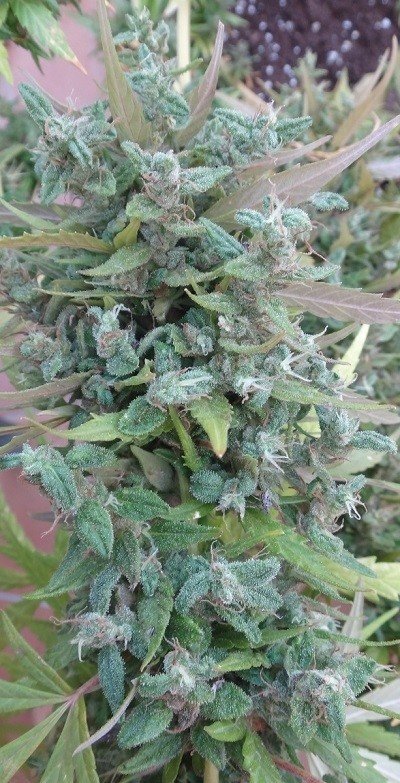 Ace Seeds - Lebanese (reg.)