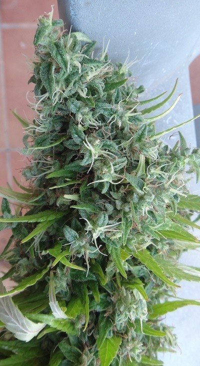 Ace Seeds - Lebanese (reg.)