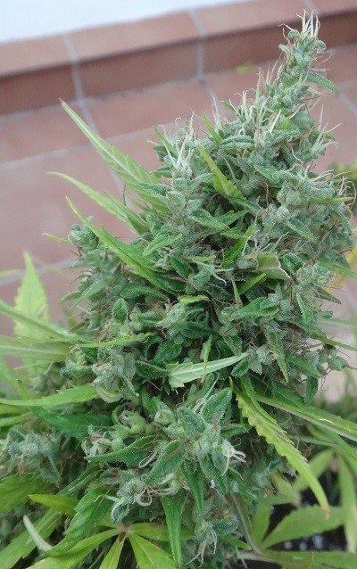 Ace Seeds - Lebanese (reg.)