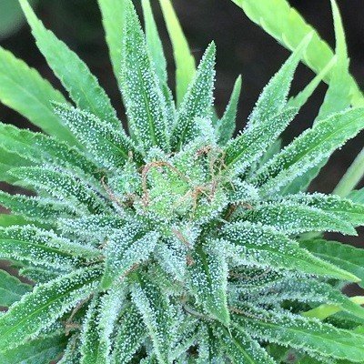 Ace Seeds - Malawi x Panama (fem.)