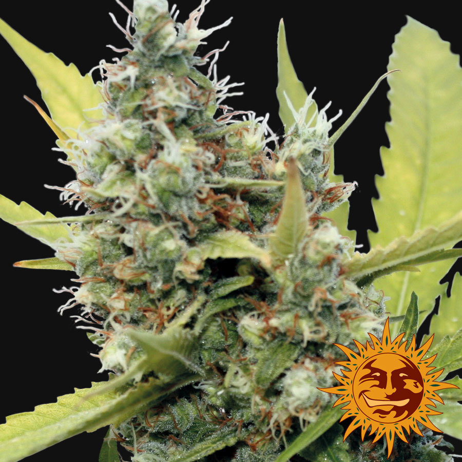 Barney's Farm - Honey B (fem.)