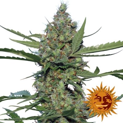 Barney's Farm - Laughing Buddha (fem.) 02005