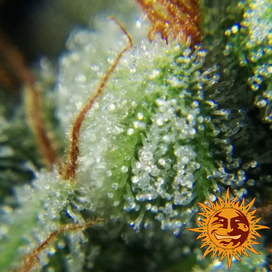 Barney's Farm - Laughing Buddha (fem.)