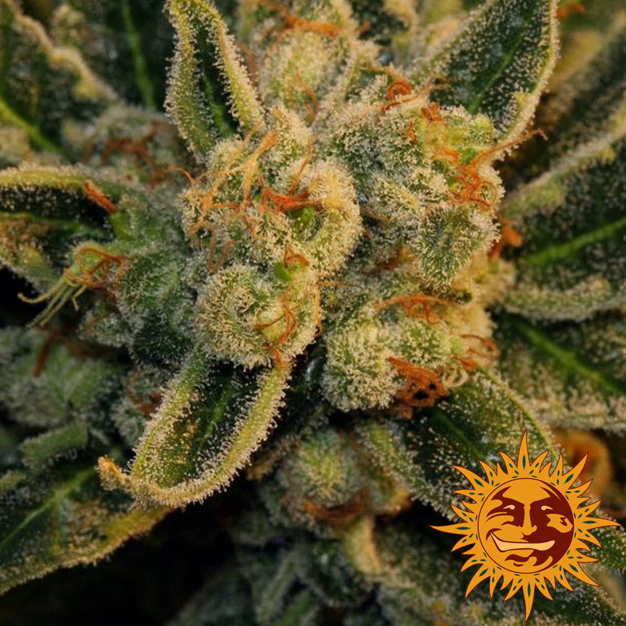 Barney's Farm - Laughing Buddha (fem.)