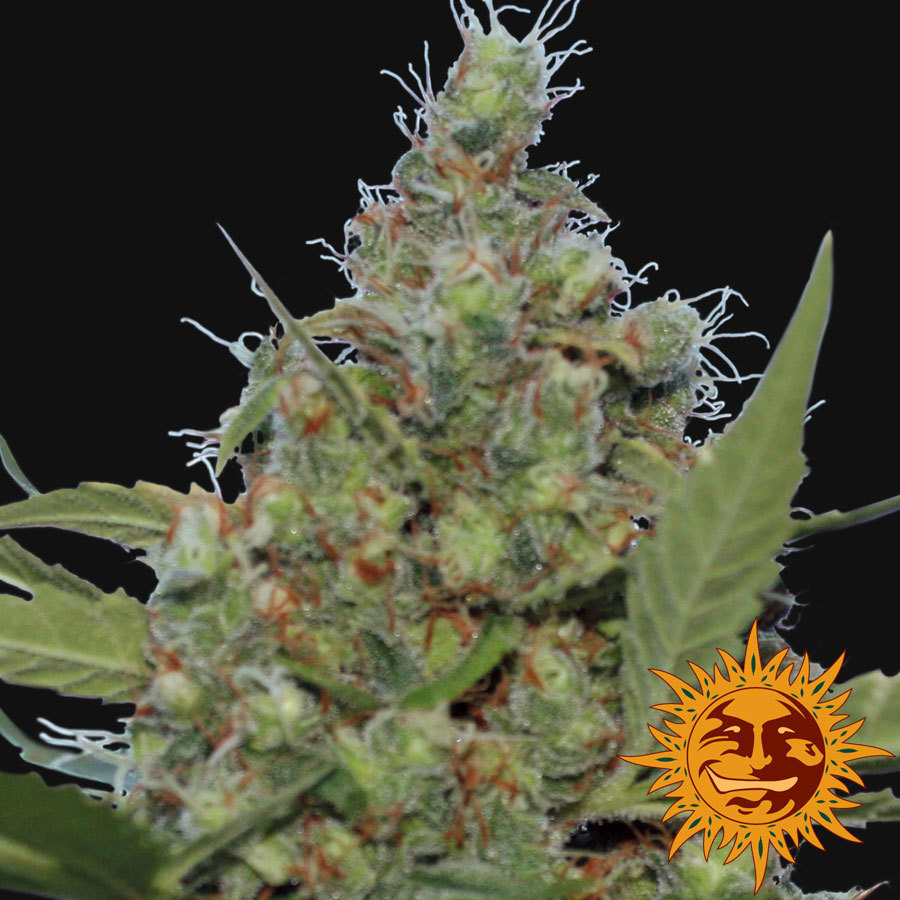 Barney's Farm - Laughing Buddha (fem.)