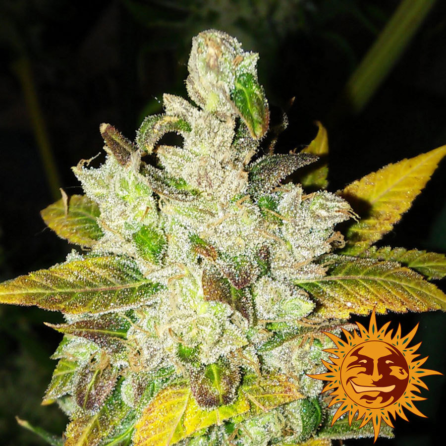 Barney's Farm - Laughing Buddha (fem.)
