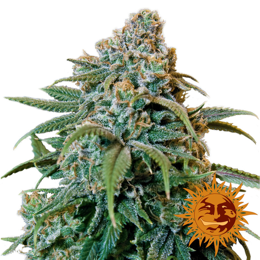 Barney's Farm - Liberty Haze (fem.)