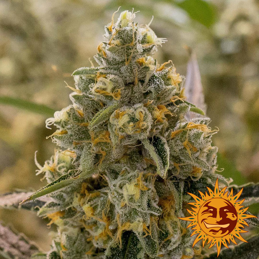 Barney's Farm - Liberty Haze (fem.)