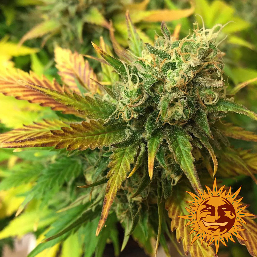Barney's Farm - Liberty Haze (fem.)