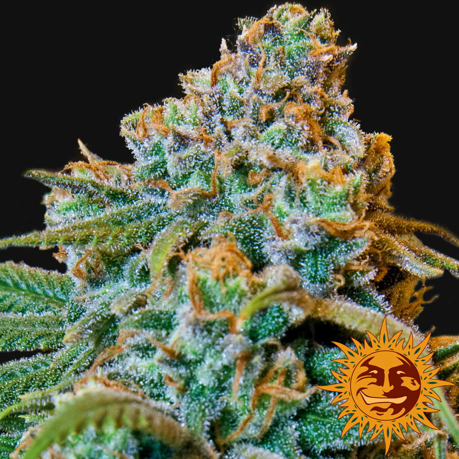 Barney's Farm - Liberty Haze (fem.)
